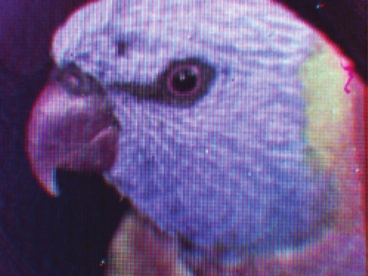 A parrot's head reconstructed in false color from micrometer-scale plasmonic metasurface pixels, 2 mm across.